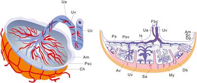 Exploring maternal-fetal interface with in vitro placental and trophoblastic models